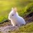 Bunnie
