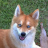 FoxDawg